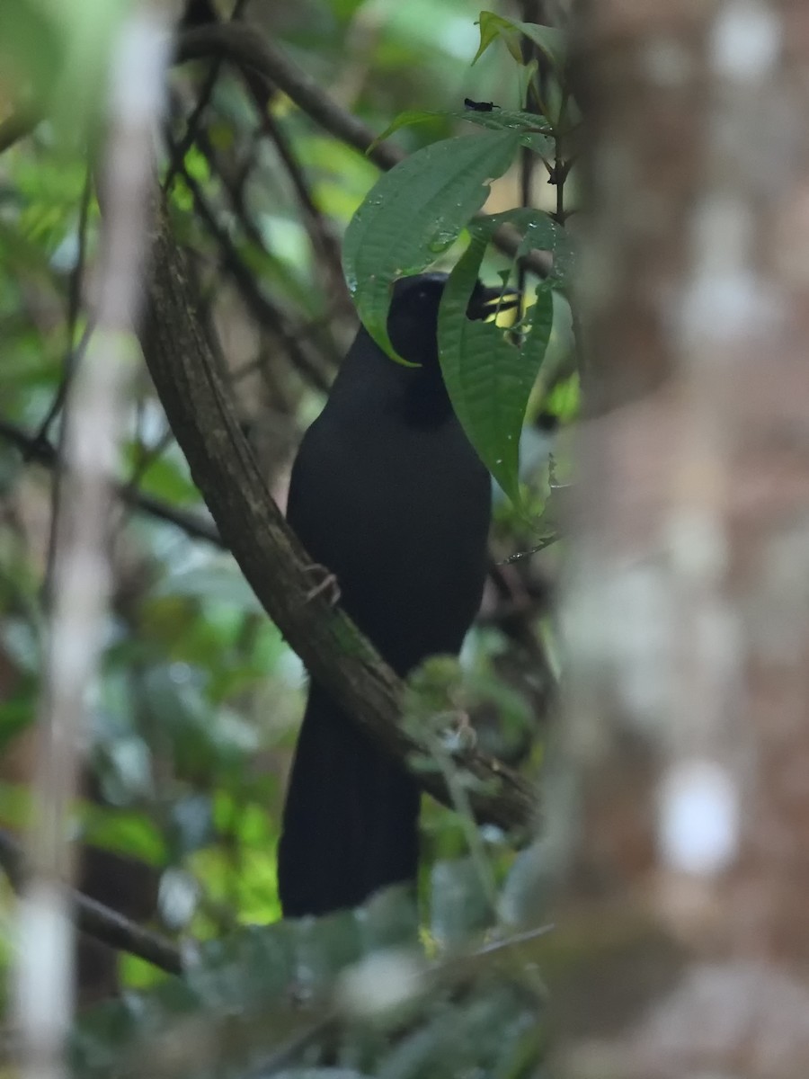 Black-throated Laughingthrush (Black-throated) - ML616709844