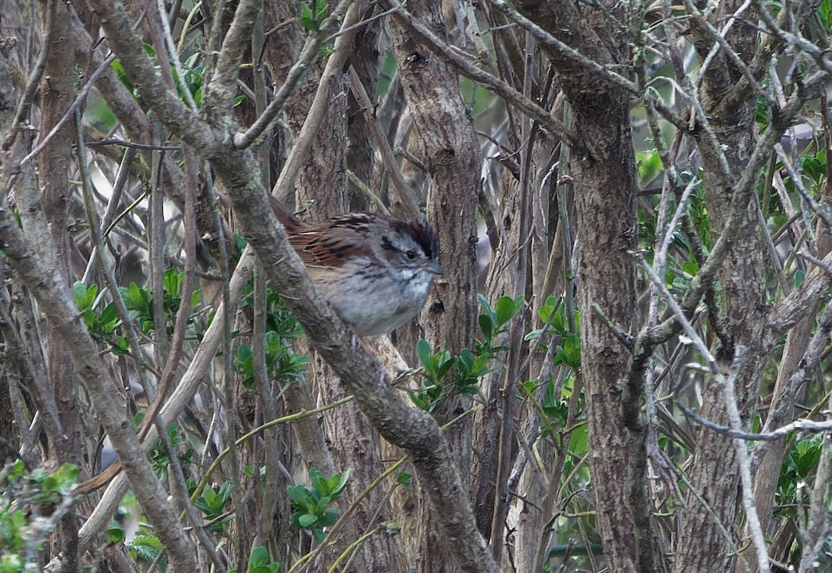 Swamp Sparrow - Aidan Brubaker