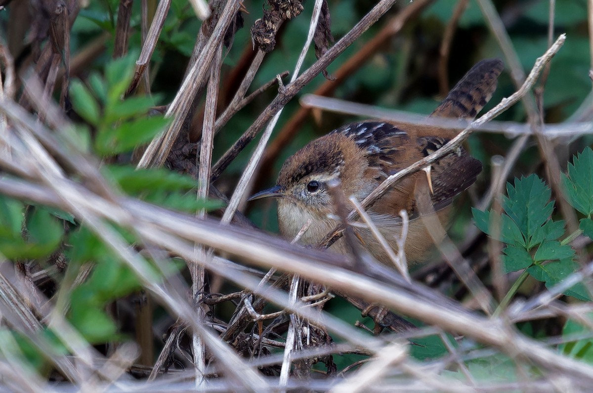 Marsh Wren (paludicola Group) - ML616709852