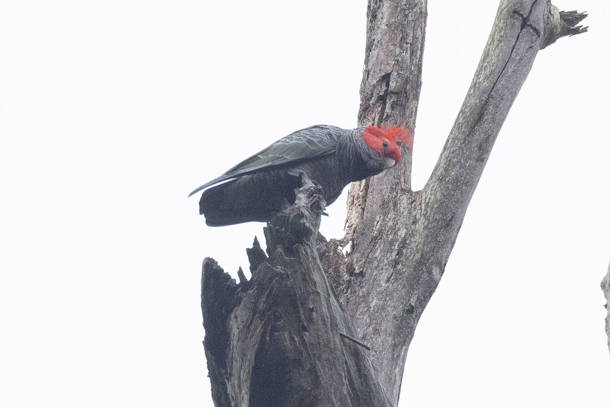 Gang-gang Cockatoo - ML616709879