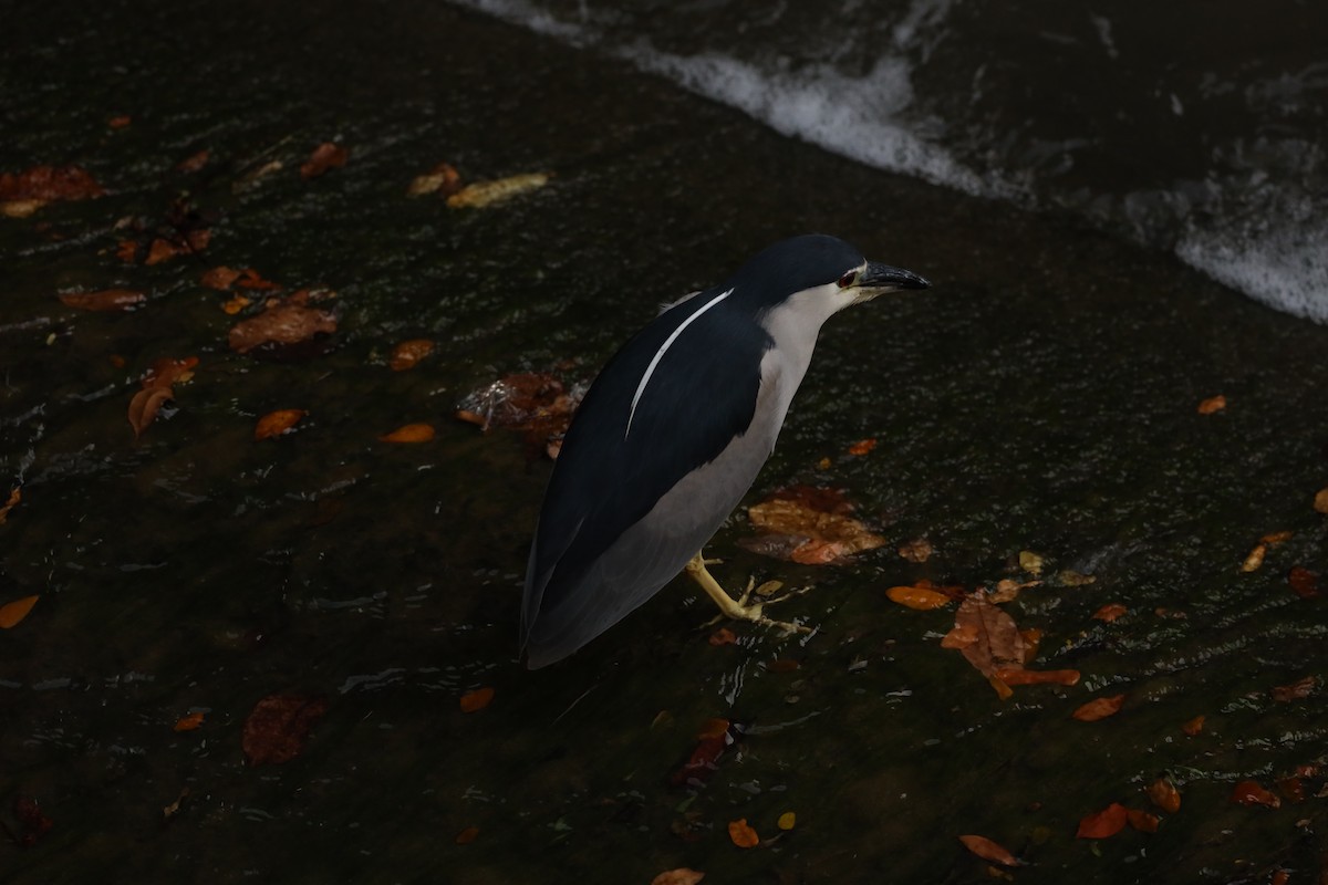 Black-crowned Night Heron - ML616709889