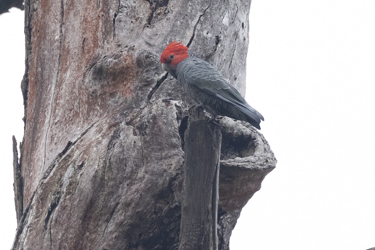 Gang-gang Cockatoo - ML616709897