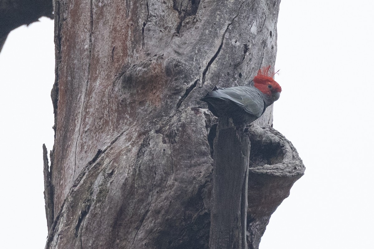 Gang-gang Cockatoo - ML616709899