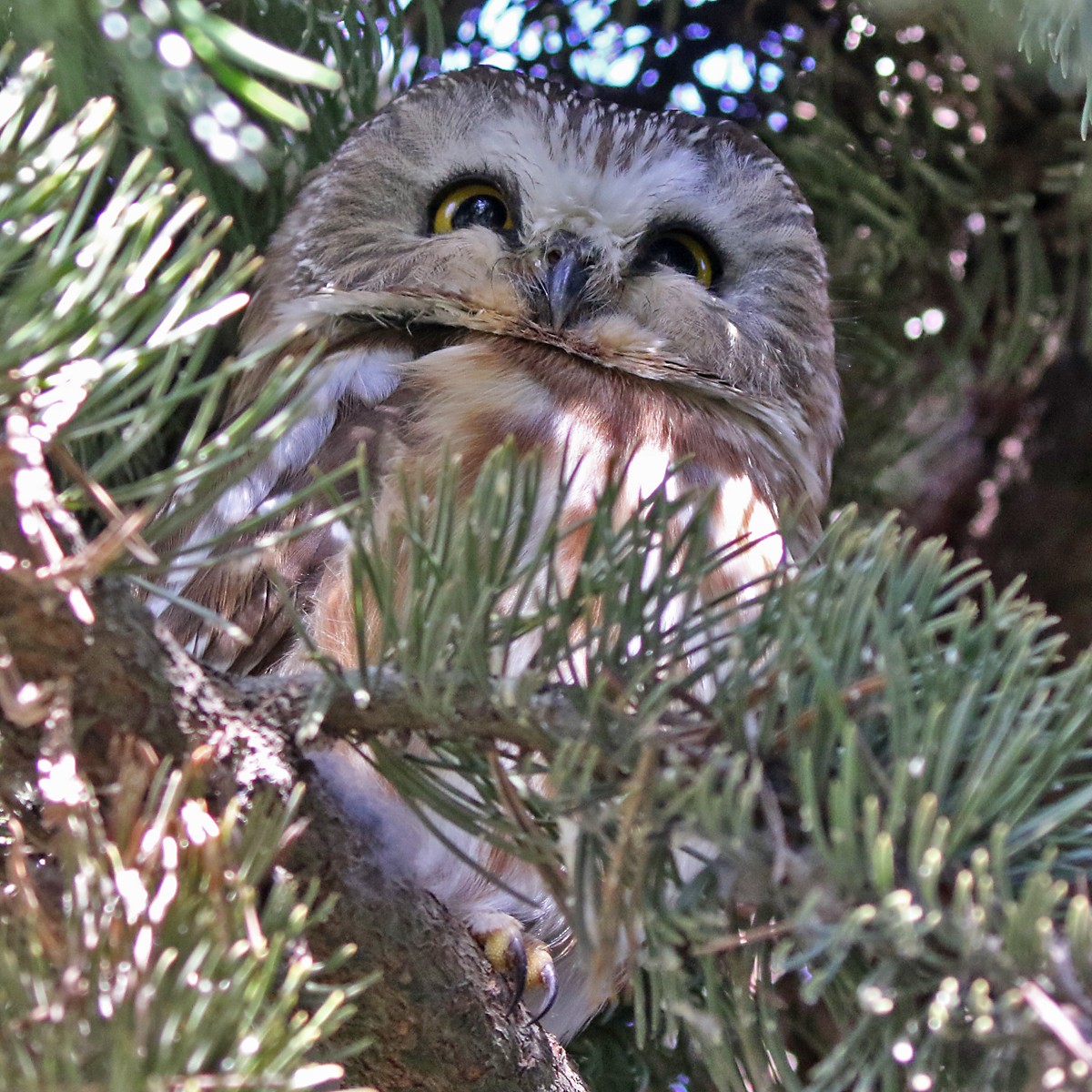 Northern Saw-whet Owl - ML616709900