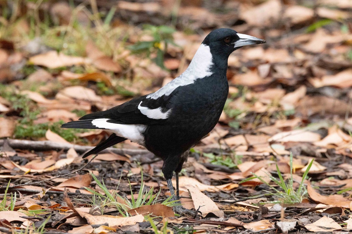 Australian Magpie - ML616709928