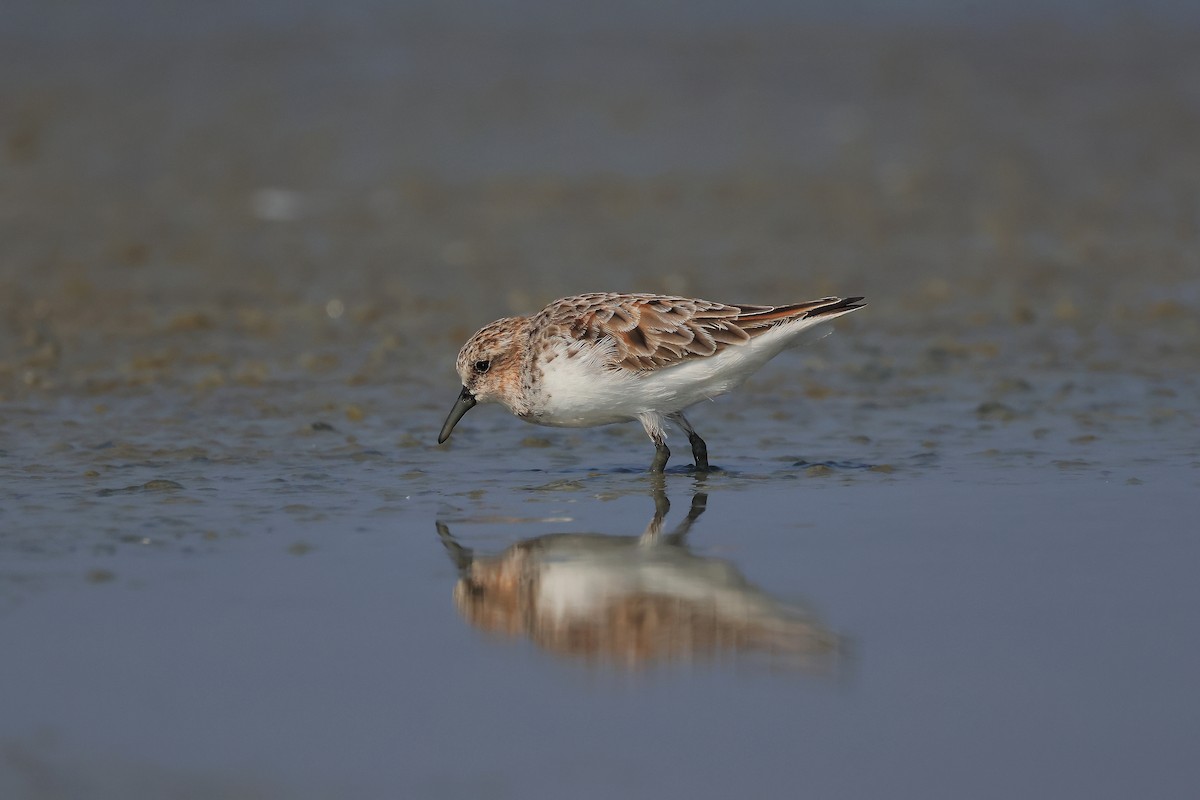 Red-necked Stint - ML616709931