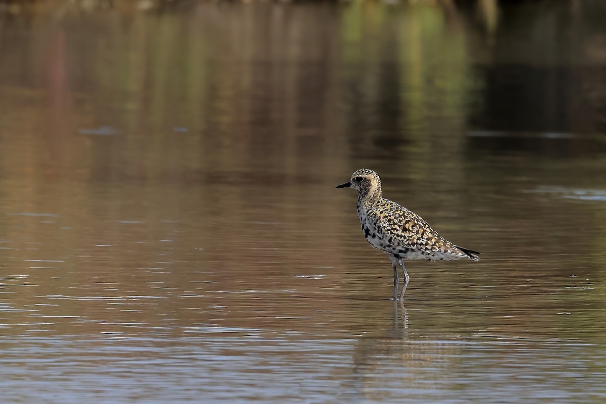 Pacific Golden-Plover - ML616709934