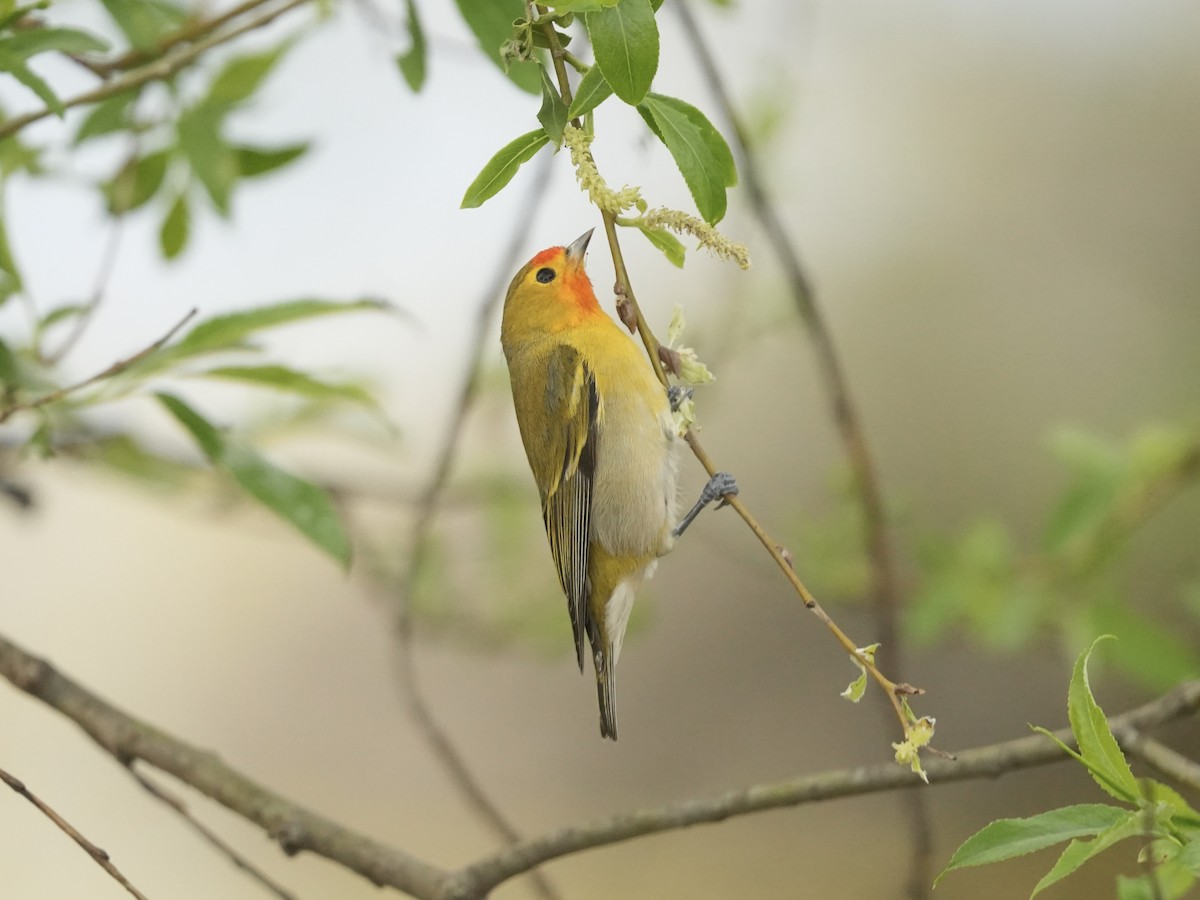 Fire-capped Tit - Chaoyue Zhao