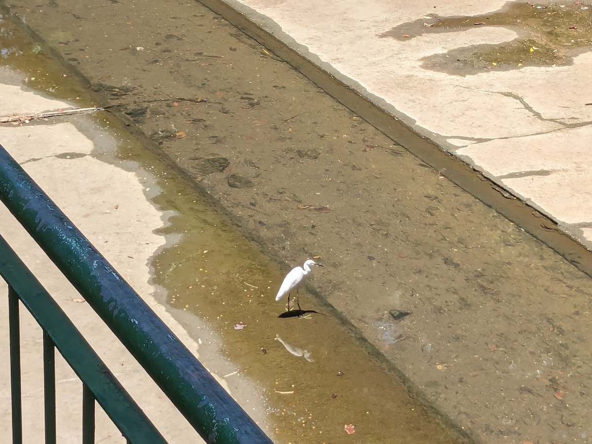 Little Egret - Colin Poole