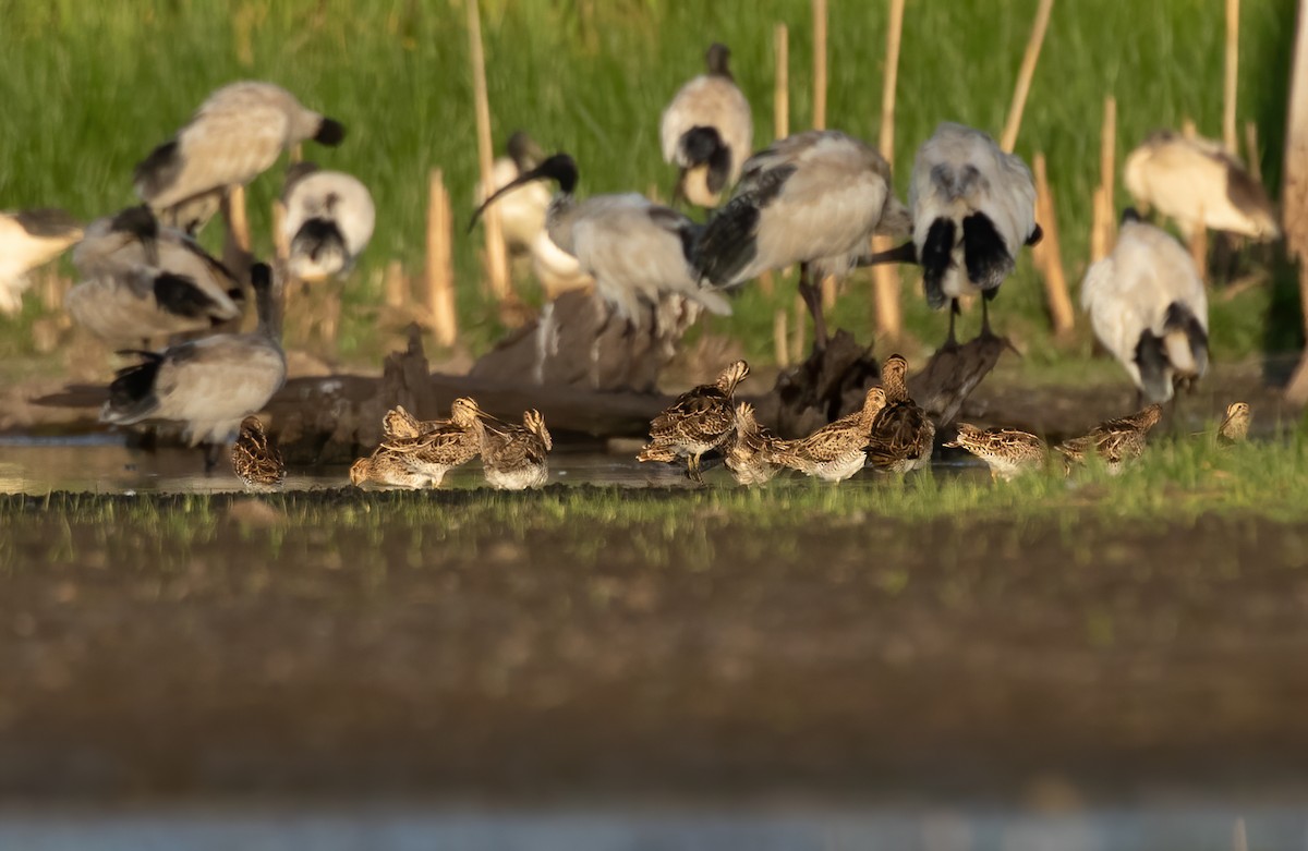 Latham's Snipe - ML616709964