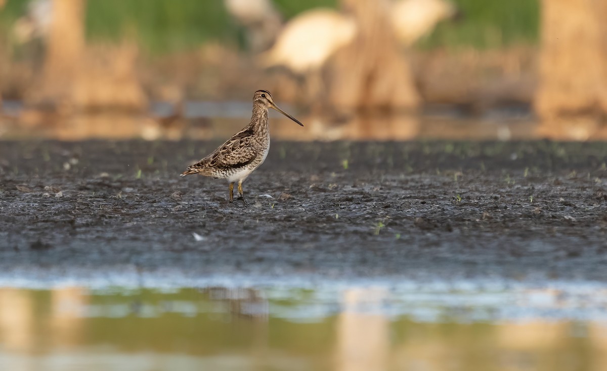 Latham's Snipe - ML616709965