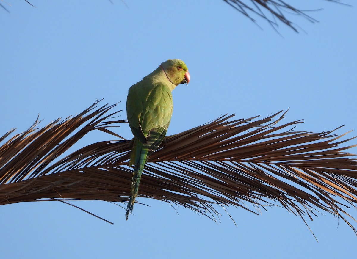 Rose-ringed Parakeet - ML616709967