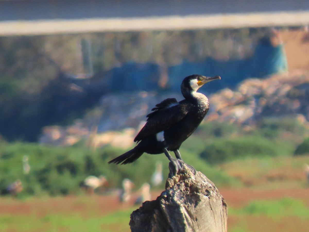 Great Cormorant - ML616709984