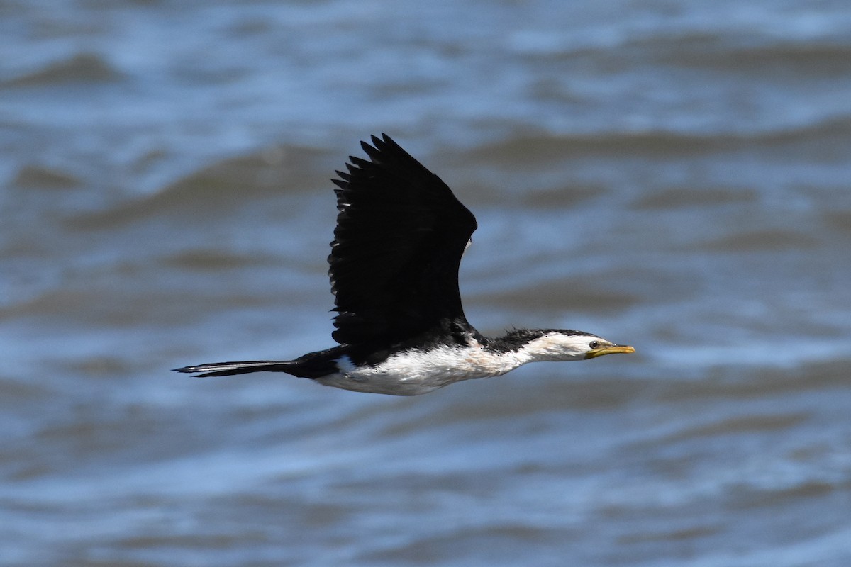 Little Pied Cormorant - ML616709998