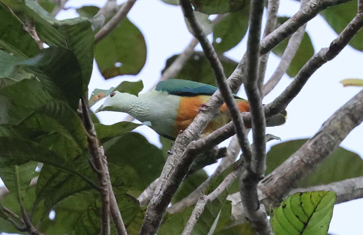 Silver-capped Fruit-Dove - ML616710009