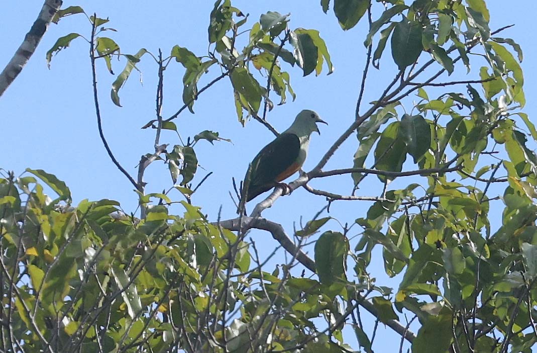 Silver-capped Fruit-Dove - ML616710011