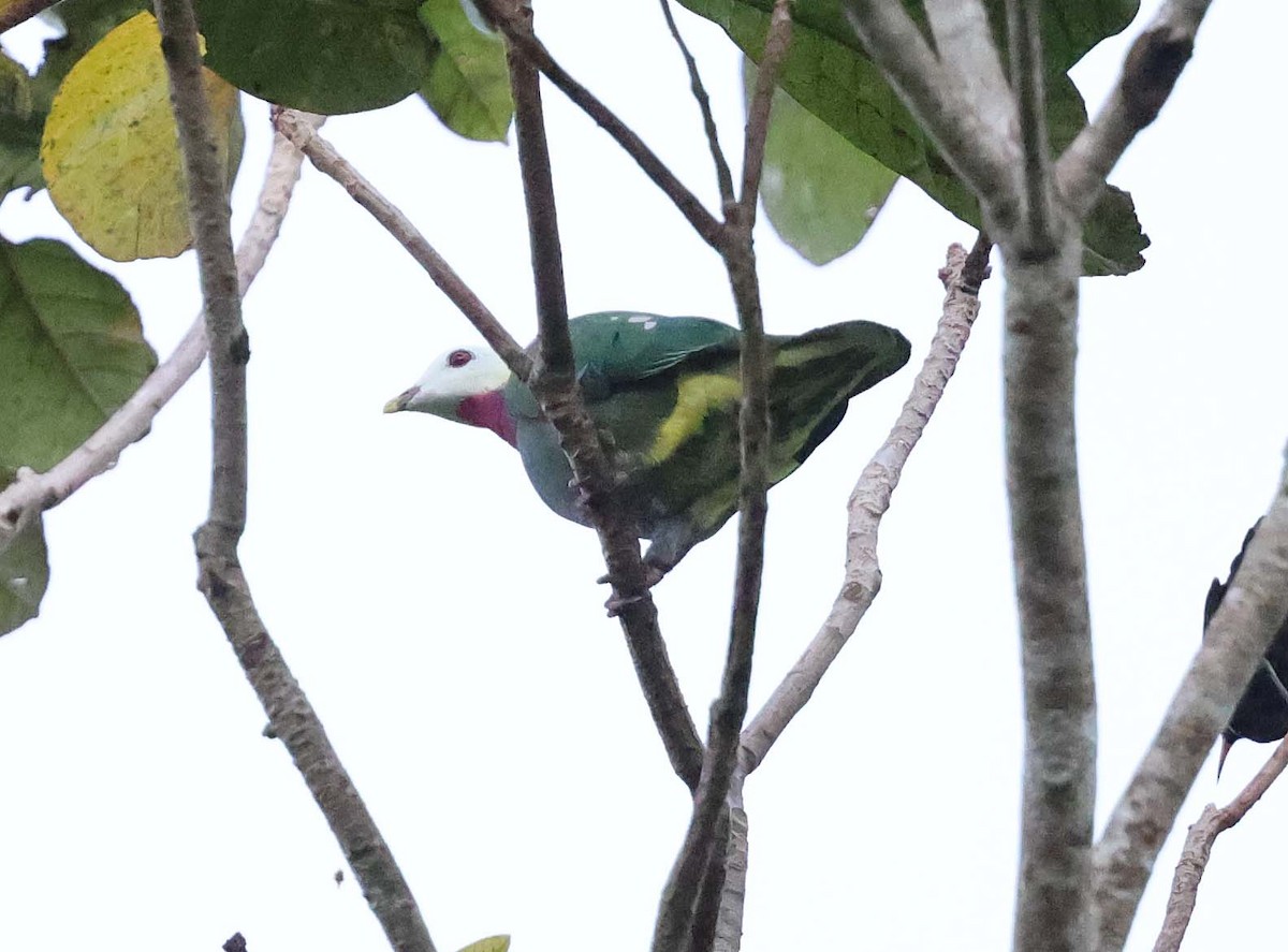 White-headed Fruit-Dove - ML616710014