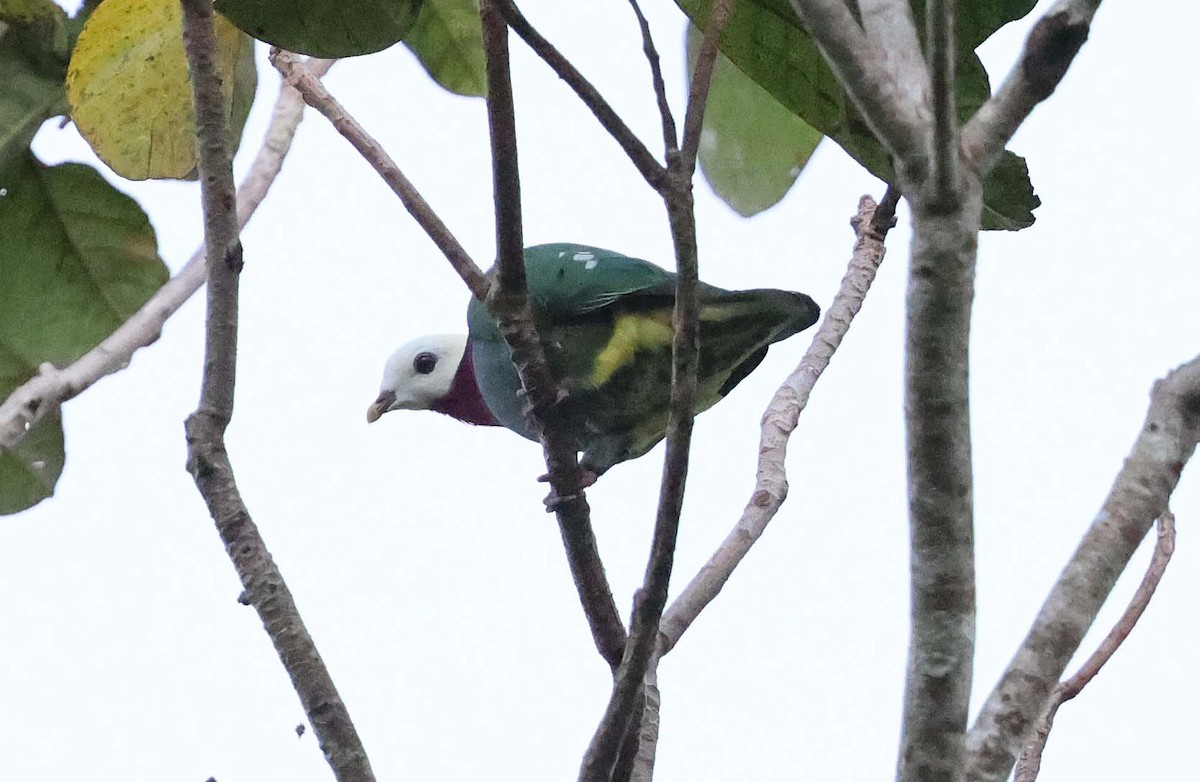 White-headed Fruit-Dove - ML616710015