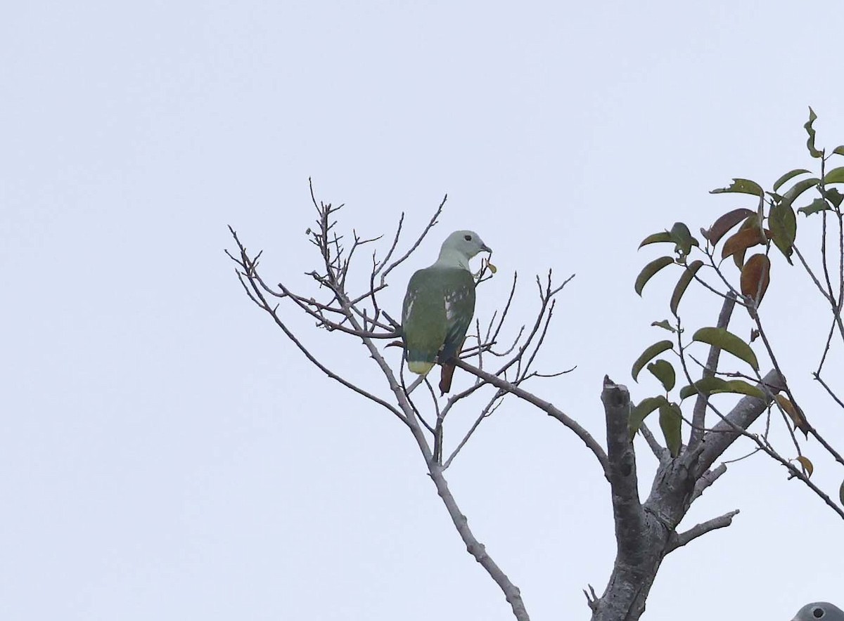 White-headed Fruit-Dove - ML616710016