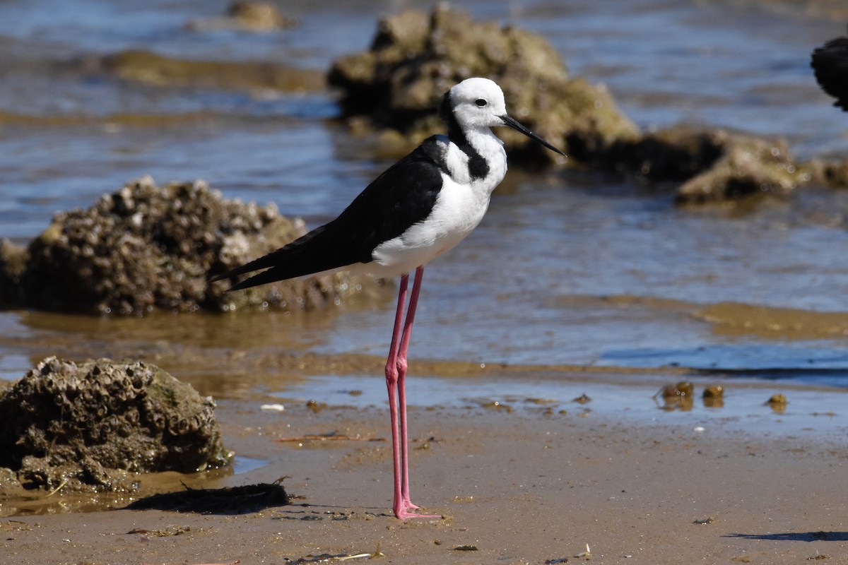 Pied Stilt - ML616710028