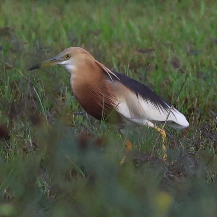 Javan Pond-Heron - ML616710030