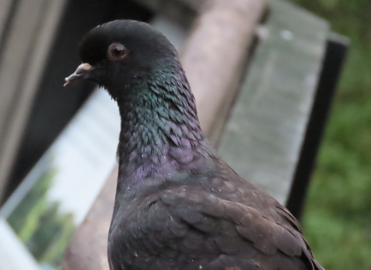Rock Pigeon (Feral Pigeon) - ML616710051