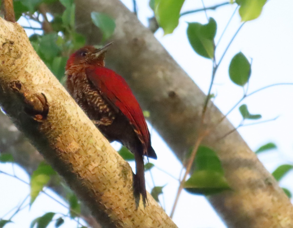 Banded Woodpecker - Anonymous