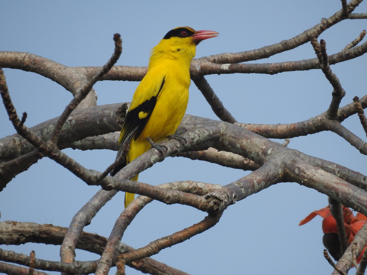 Black-naped Oriole - ML616710172