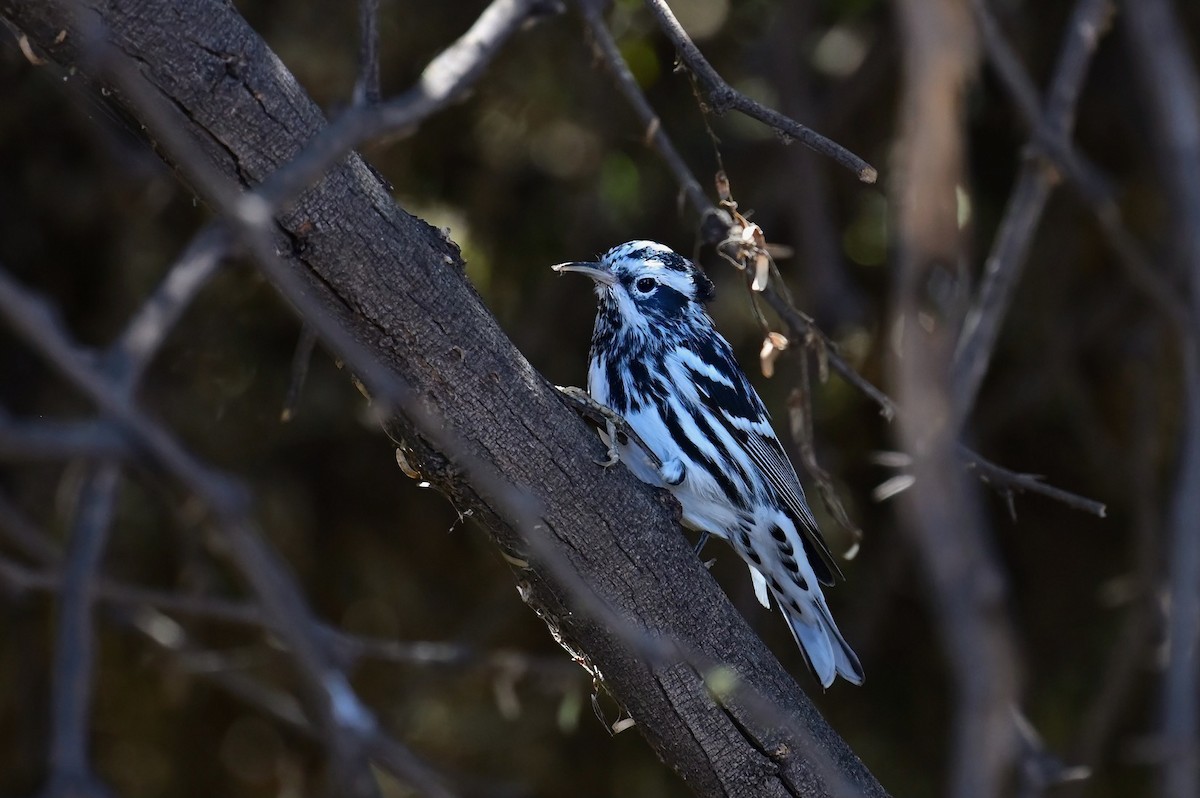Black-and-white Warbler - ML616710174