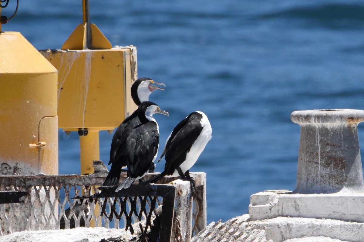 Pied Cormorant - Jeremy Petho