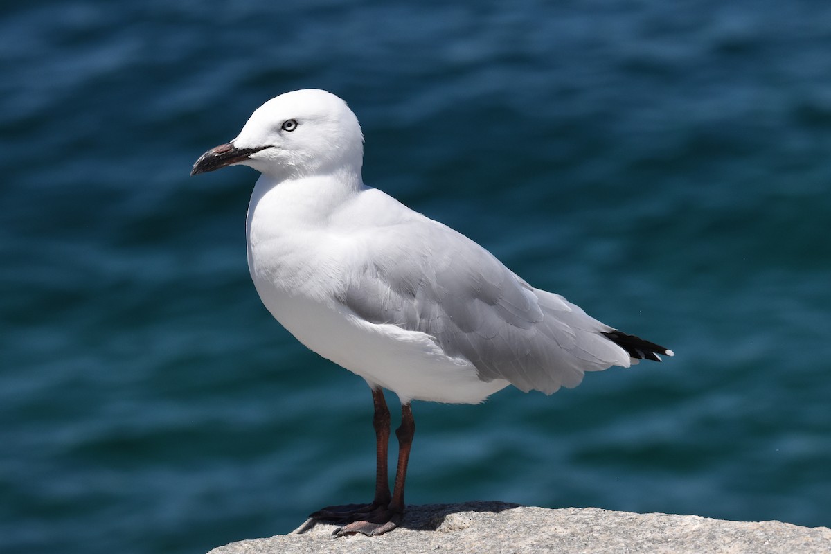 Gaviota Plateada - ML616710209