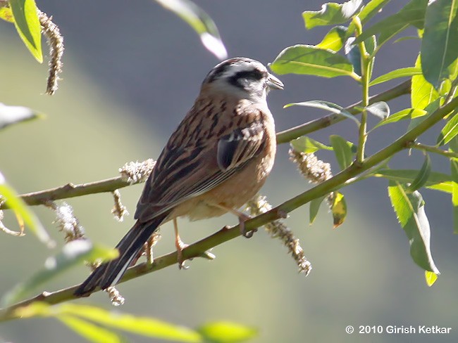 Rock Bunting - ML616710227