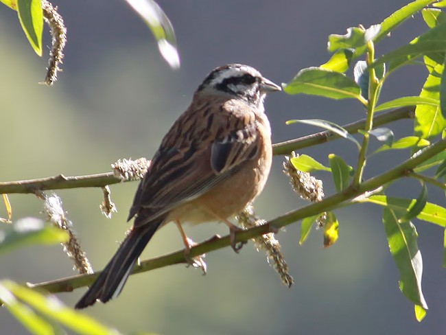 Rock Bunting - ML616710228