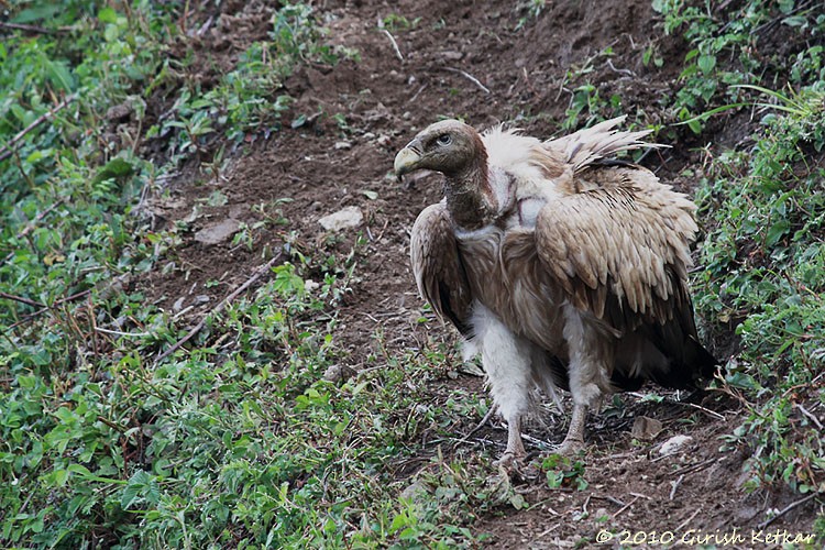 Himalayan Griffon - ML616710251