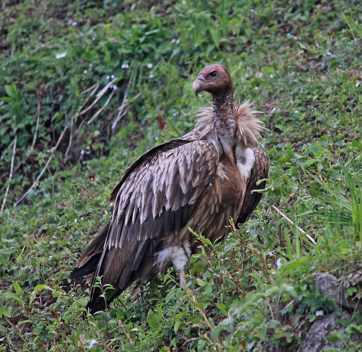 Himalayan Griffon - ML616710252