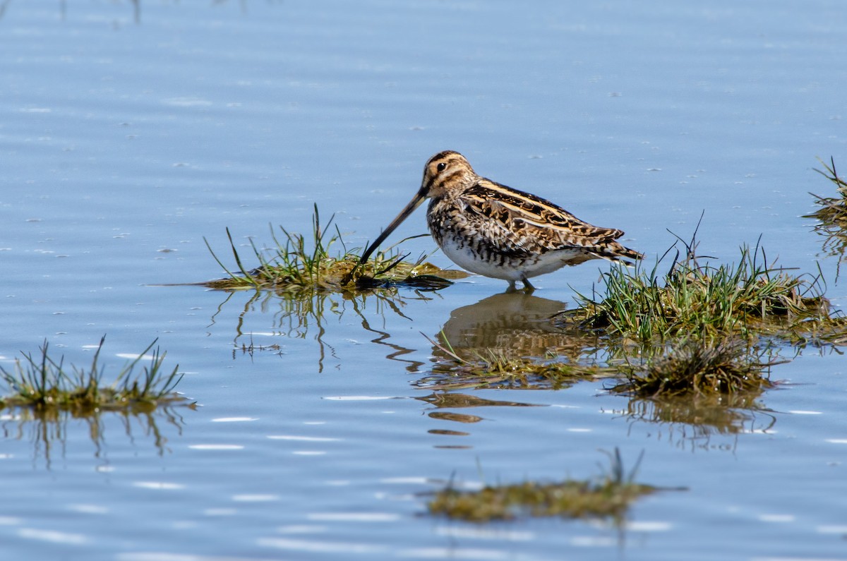 Common Snipe - ML616710265