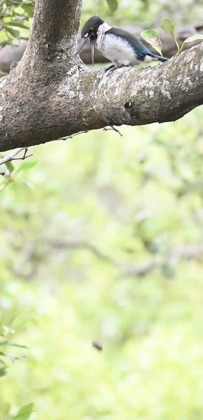 Torresian Kingfisher - Ana de Joux