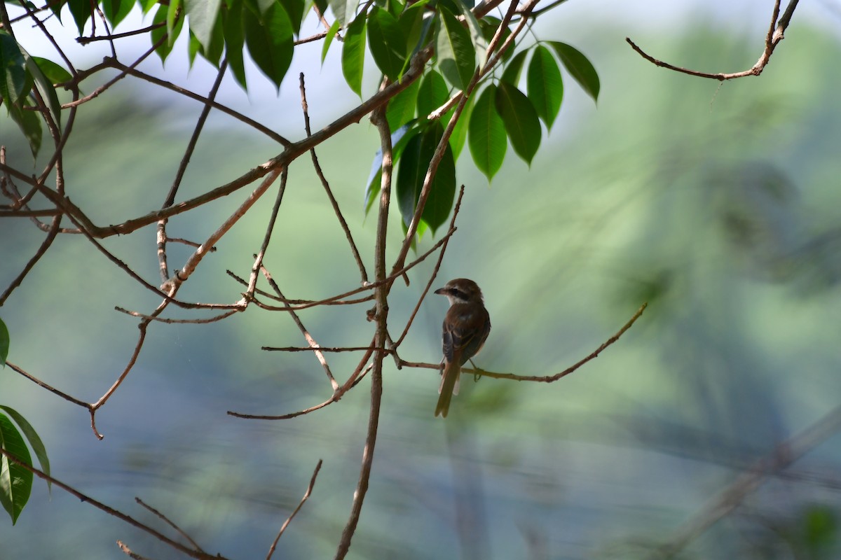 Brown Shrike - ML616710340