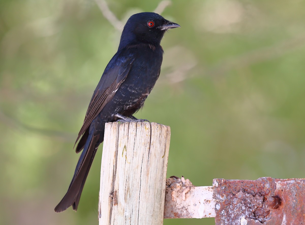 Fork-tailed Drongo (Clancey's) - Yannick FRANCOIS