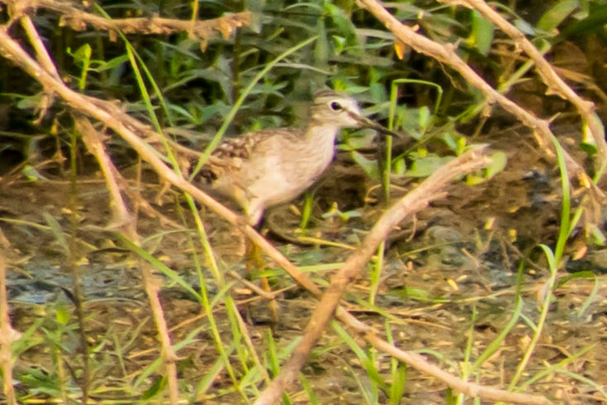 Wood Sandpiper - ML616710364