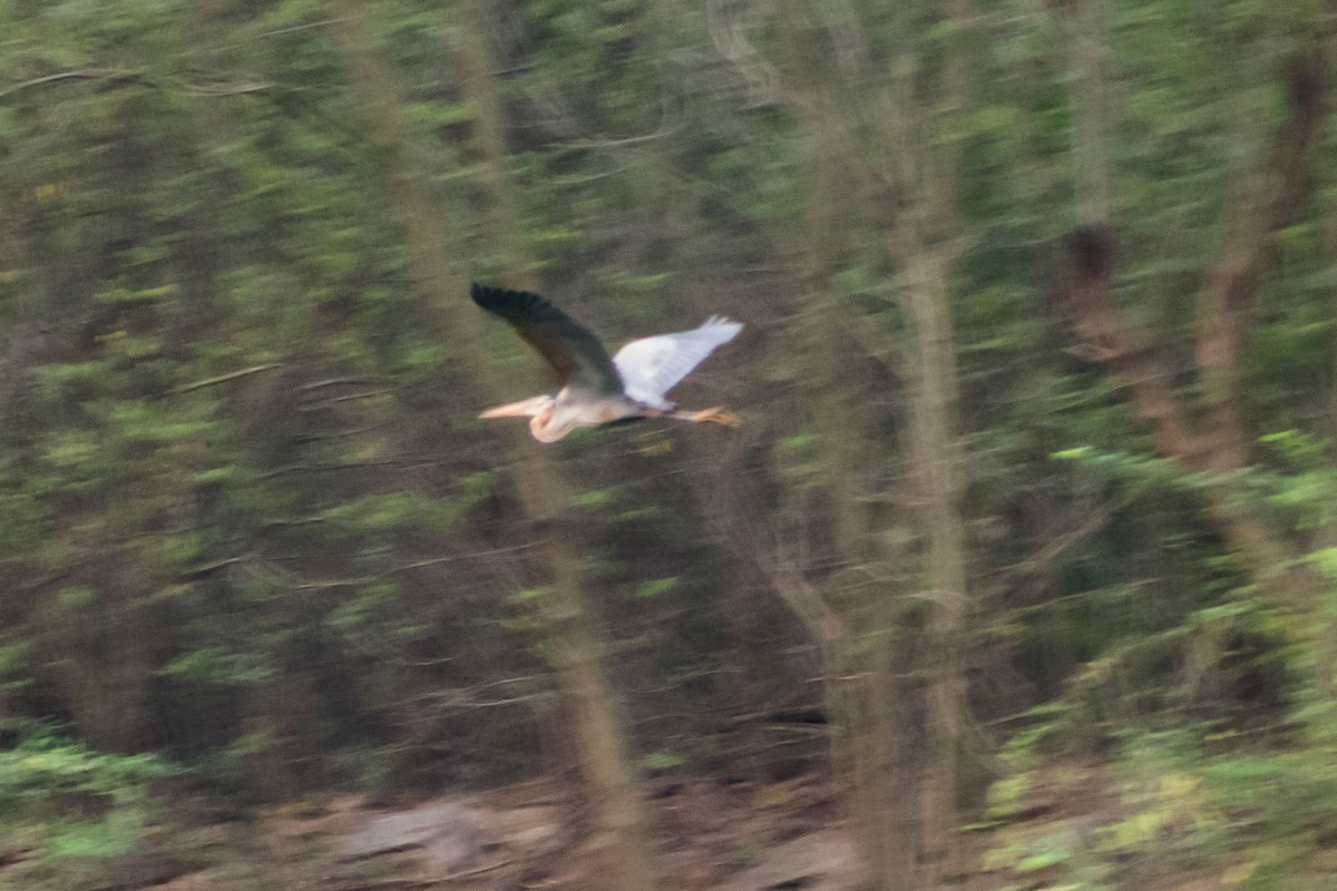 Purple Heron - ML616710380