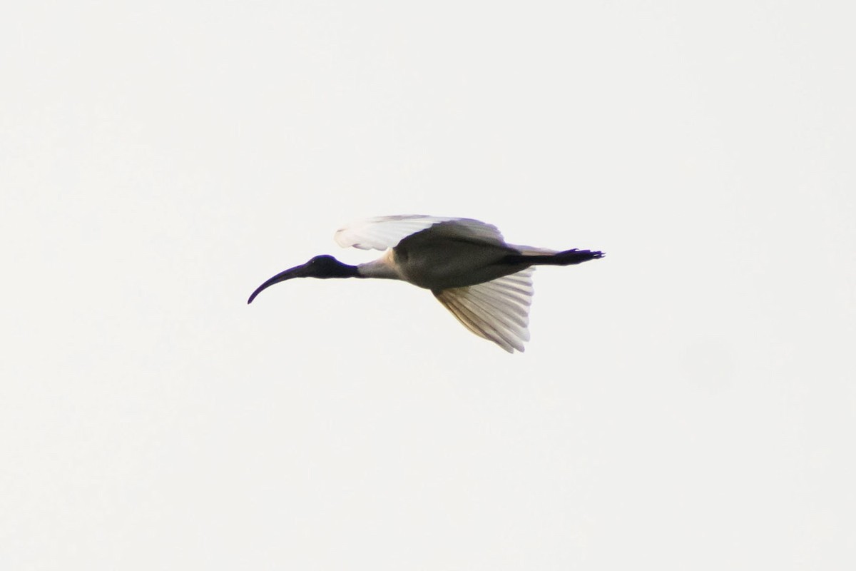 ibis černohlavý - ML616710387