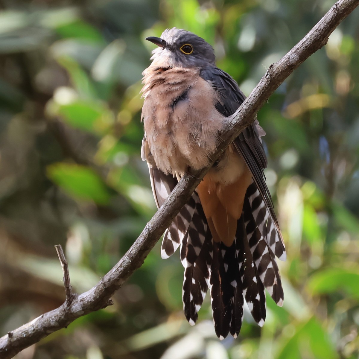 Fan-tailed Cuckoo - Mark and Angela McCaffrey