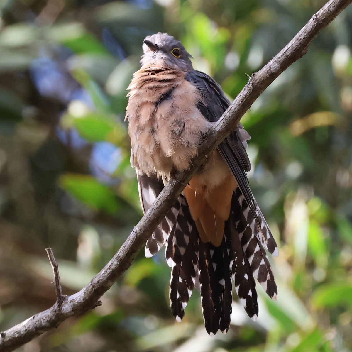 Fan-tailed Cuckoo - Mark and Angela McCaffrey