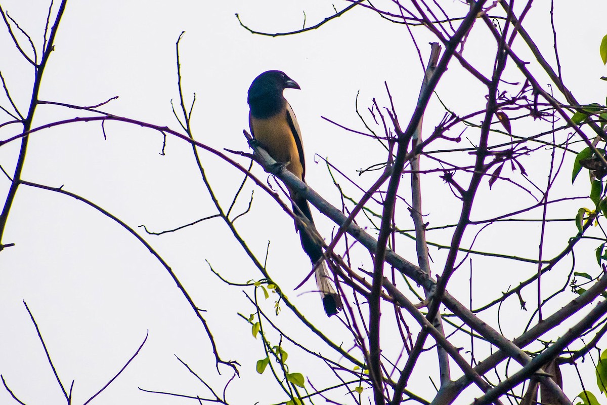 Rufous Treepie - ML616710408