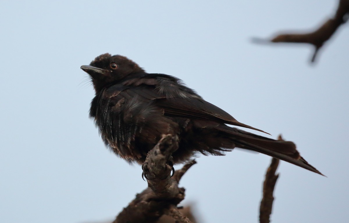 drongo africký (ssp. apivorus) - ML616710413