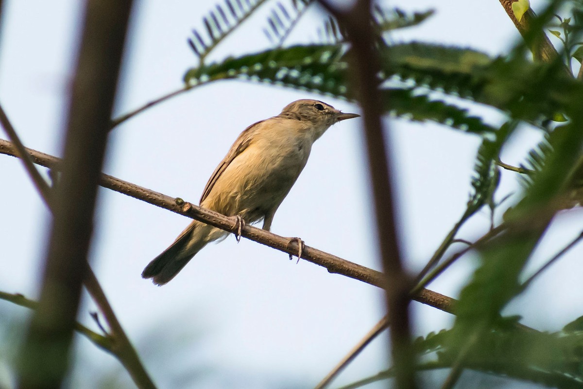 Blyth's Reed Warbler - ML616710420