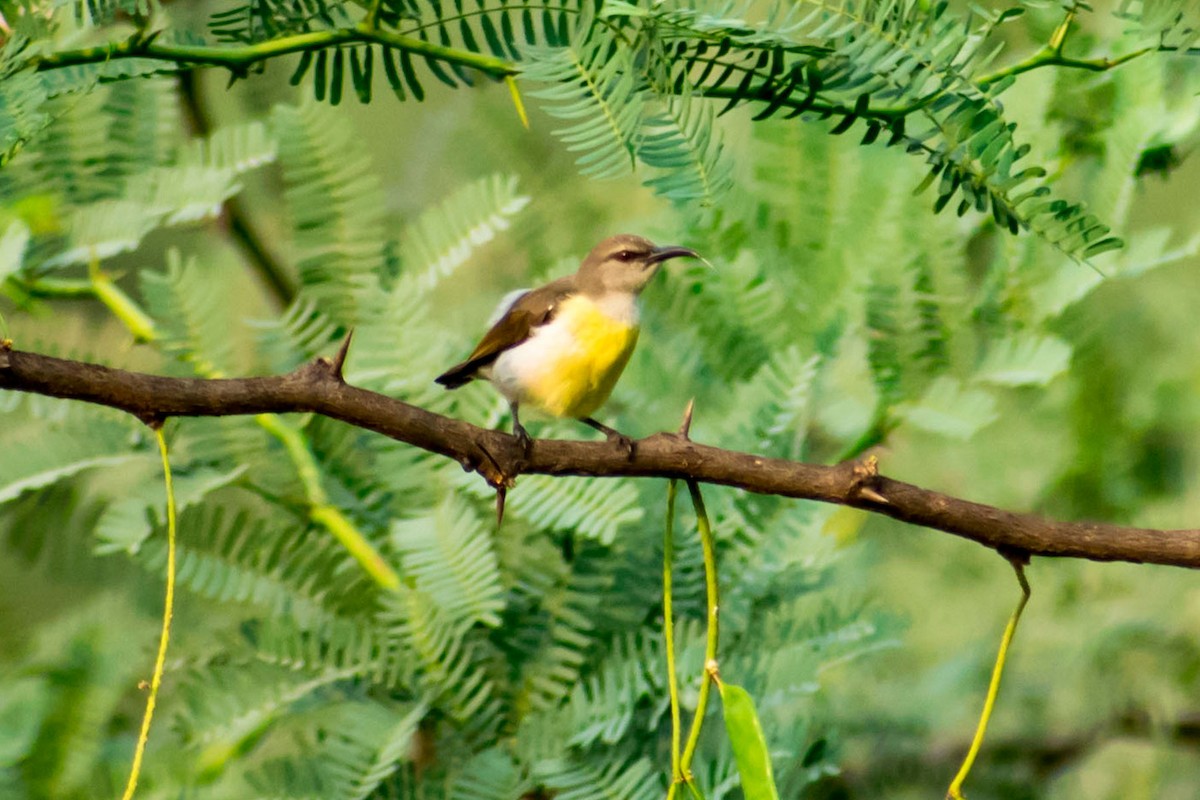 Purple-rumped Sunbird - ML616710435