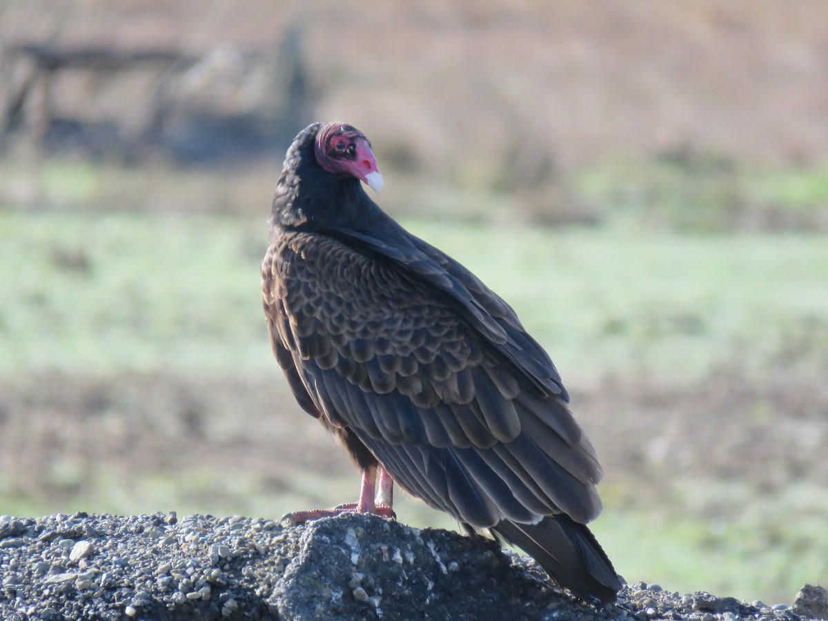 Turkey Vulture - Phil Wegener