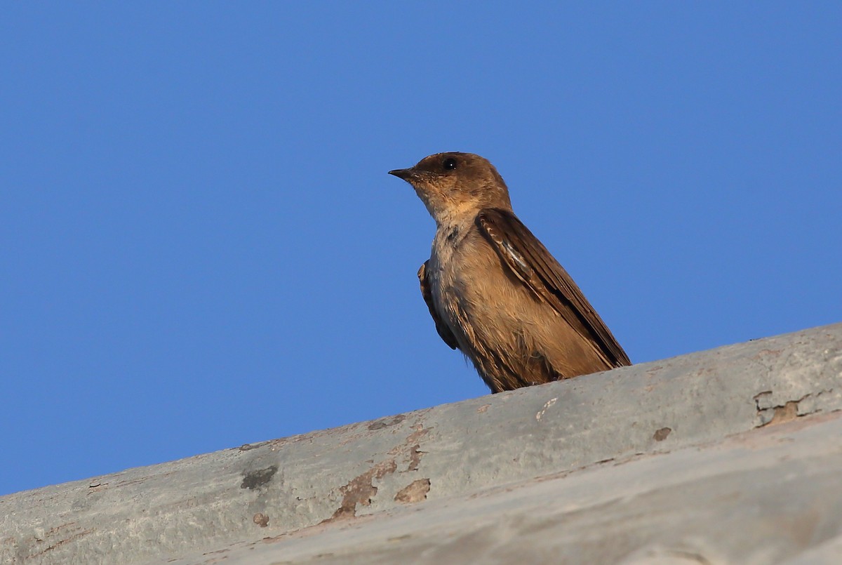 Hirondelle isabelline (groupe fuligula) - ML616710480